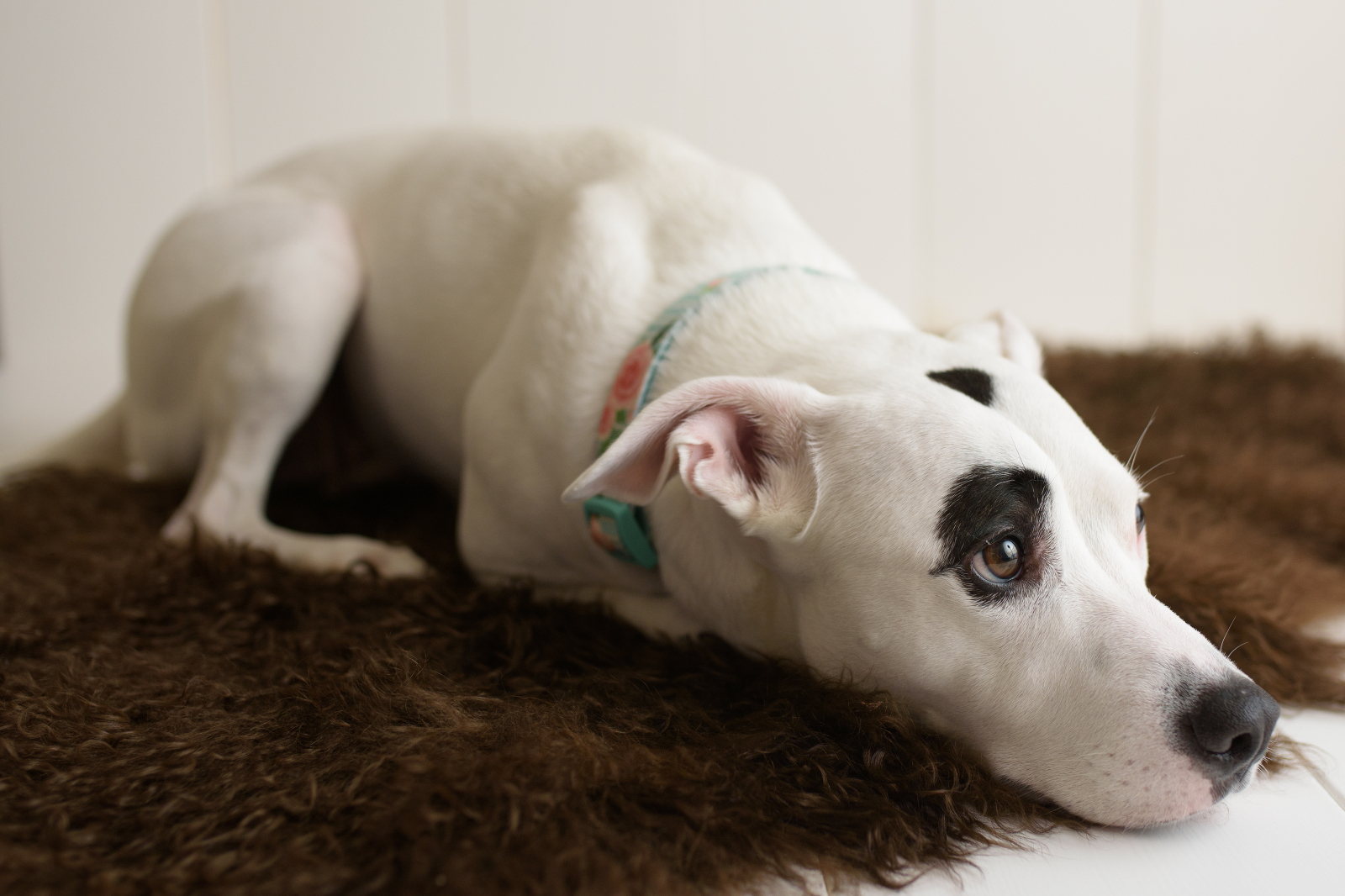 american bulldog with black patch on brown fur rug in photography studio
